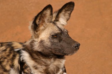 African wild dog clipart