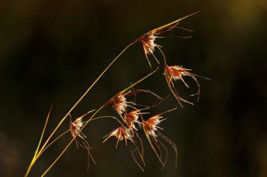 Backlit grasses clipart