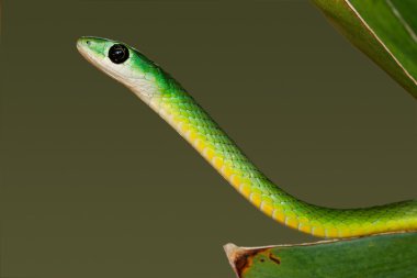 Eastern green snake clipart