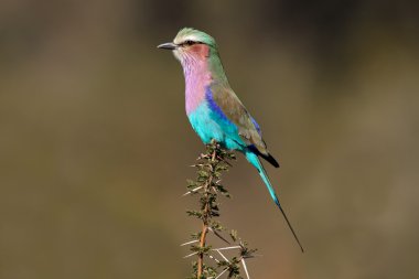 Lilac-breasted roller clipart