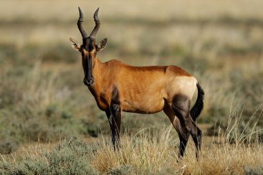 Red hartebeest clipart