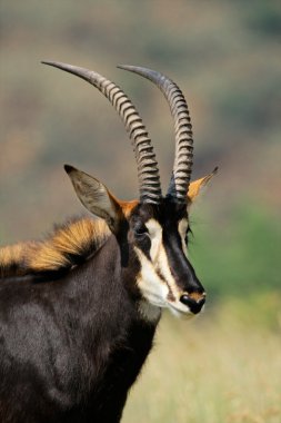 Sable antelope portrait clipart