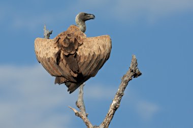 White-backed vulture clipart