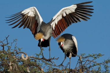 Crowned cranes clipart