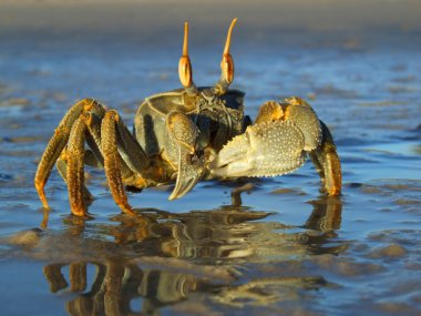 Ghost crab clipart