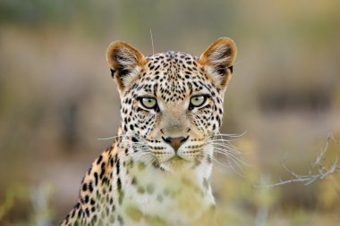 Leopard portrait clipart