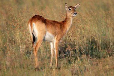 Red lechwe antelope clipart