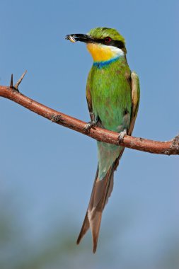 Swallow-tailed bee-eater clipart