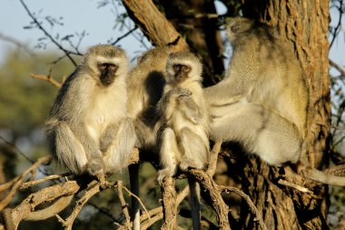 Vervet monkeys clipart