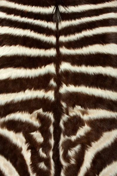 斑马皮 — 图库照片