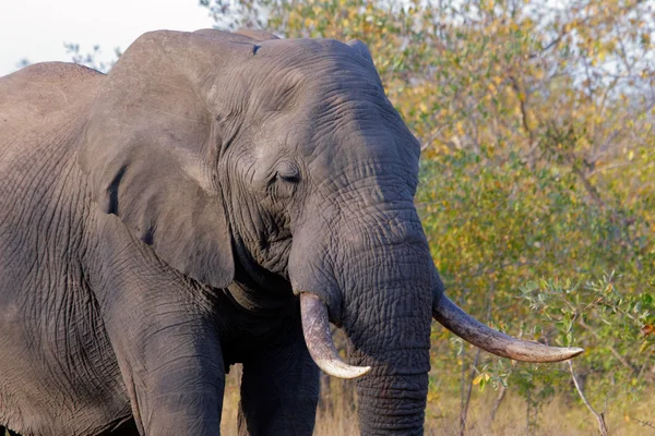 아프리카 코끼리 — 스톡 사진