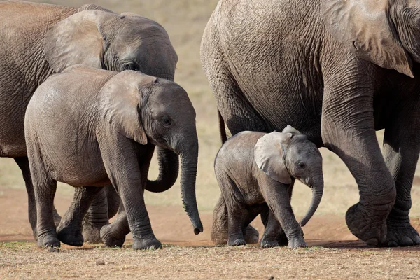 Manada de elefantes africanos — Foto de Stock