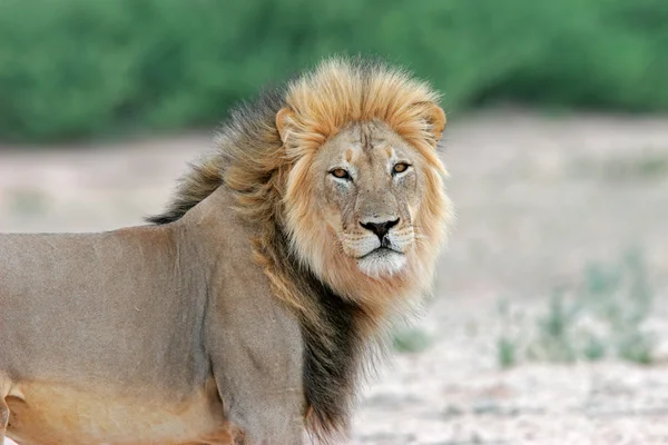 大的雄性非洲狮 — 图库照片