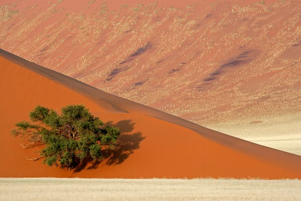 Dune, arbre et herbe — Photo