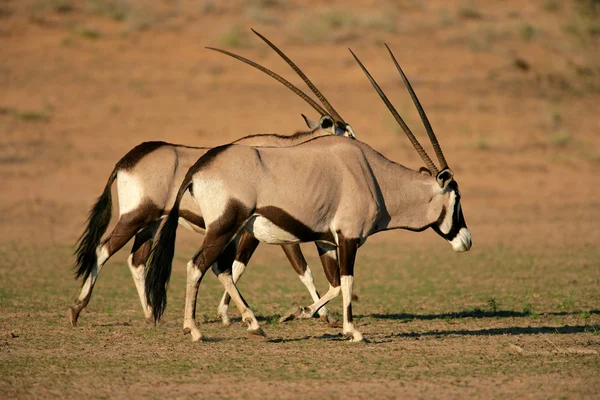 Gemsbok antelopes — Stock Photo, Image