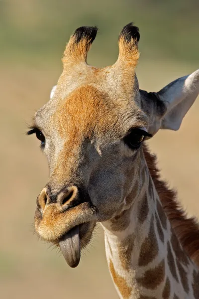 Giraff porträtt — Stockfoto