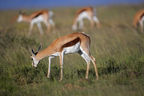 Pastvě antilopy springbok — Stock fotografie