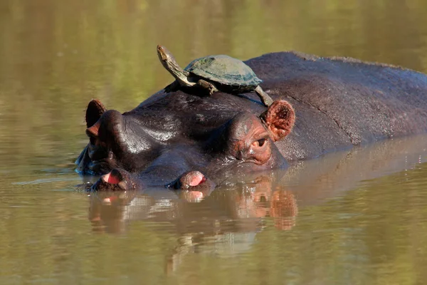 Бегемот и черепаха — стоковое фото