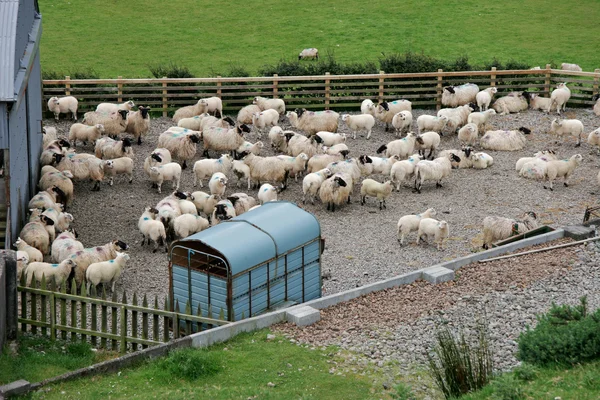 Moutons de montagne irlandais — Photo