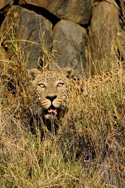 Erkek leopar — Stok fotoğraf
