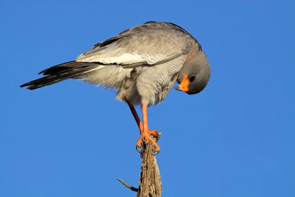 Soluk ilahi çakır kuşu — Stok fotoğraf