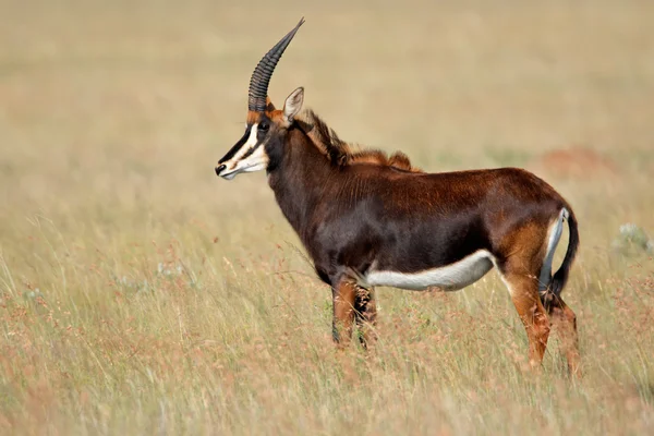 Собольская антилопа — стоковое фото