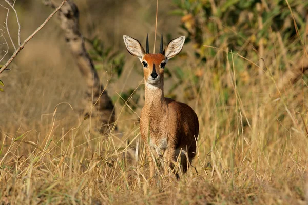 Antílope de Steenbok —  Fotos de Stock