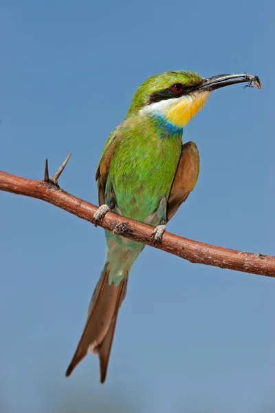 Swallow-tailed bee-eater — Stock Photo, Image