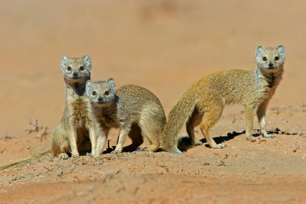 Yellow mongooses — Stock Photo, Image