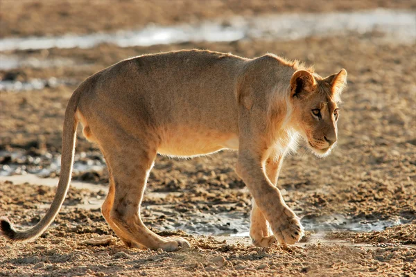 Genç Afrika aslanı — Stok fotoğraf