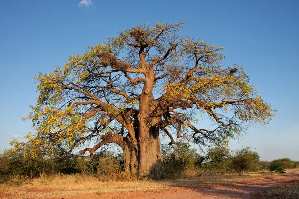 Африканское дерево баобаба — стоковое фото