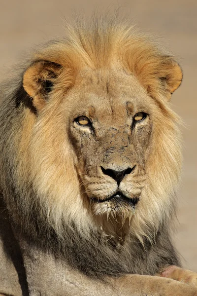 Grande leão africano macho — Fotografia de Stock