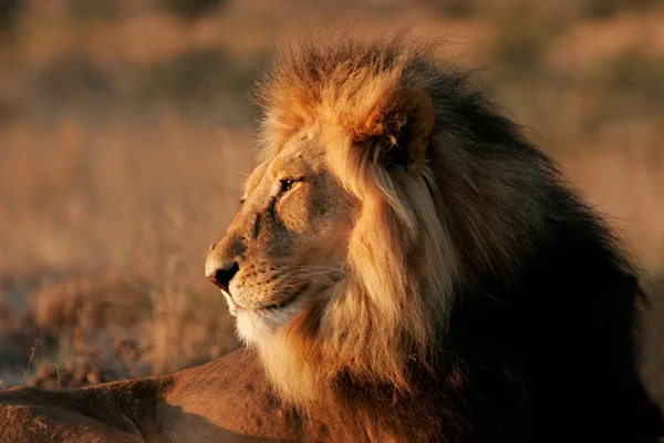 Duży mężczyzna lwa afrykańskiego — Zdjęcie stockowe
