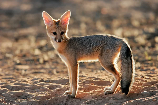 Cape fox — Stockfoto