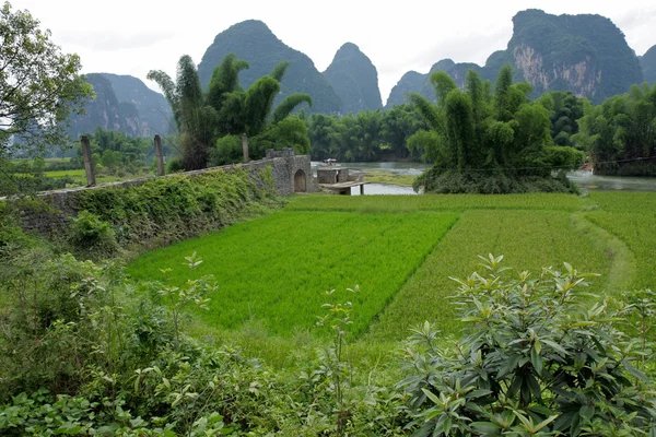 Reisfelder in China — Stockfoto
