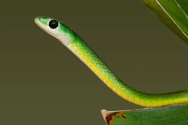 Kelet-zöld kígyó — Stock Fotó