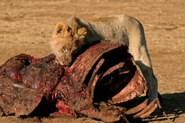 Nutrire il leone africano — Foto Stock