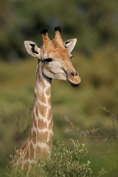 Retrato de girafa — Fotografia de Stock