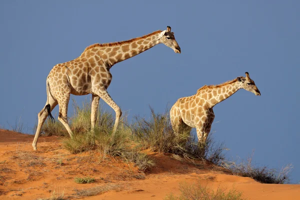 长颈鹿在沙丘上 — 图库照片