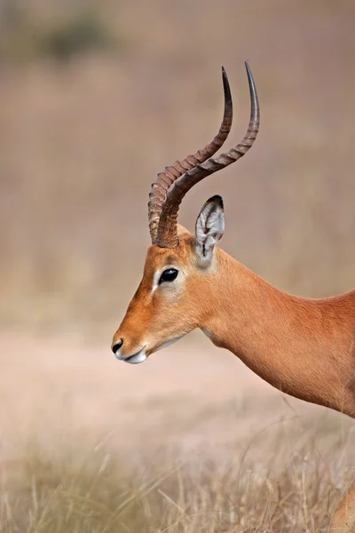 Impala antelope — Stock Photo, Image