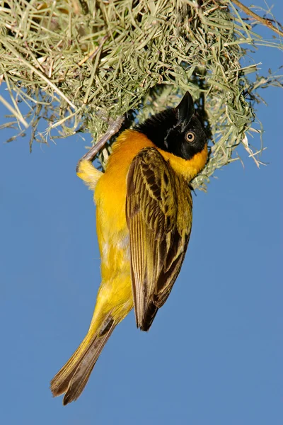 Maskeli Weaver (Ploceus velatus) — Stok fotoğraf