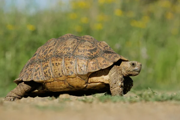 Dağ kaplumbağa — Stok fotoğraf