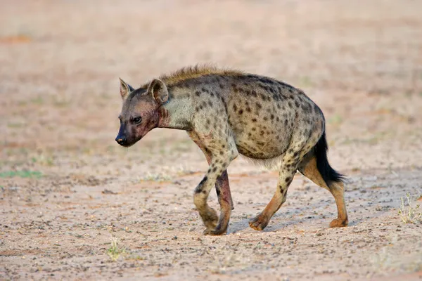 Hyène tachetée — Photo