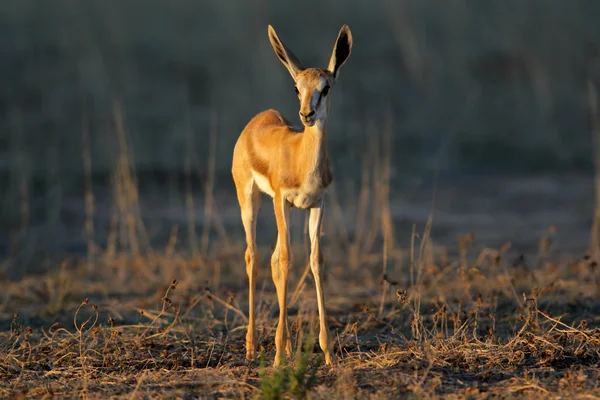 Antilopa skákavá jehněčí — Stock fotografie
