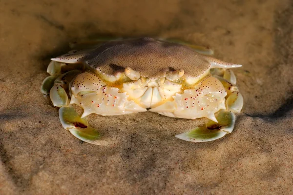 Baignade crabe — Photo