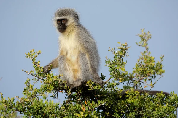 Vervet μαϊμού — Φωτογραφία Αρχείου