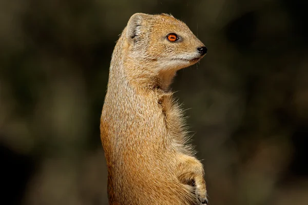 Жовтий mongoose — стокове фото