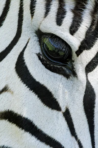 Zebra eye — Stock Photo, Image