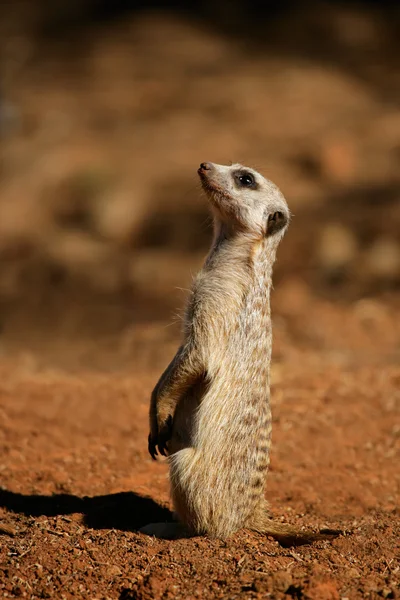 Waarschuw meerkat — Stockfoto