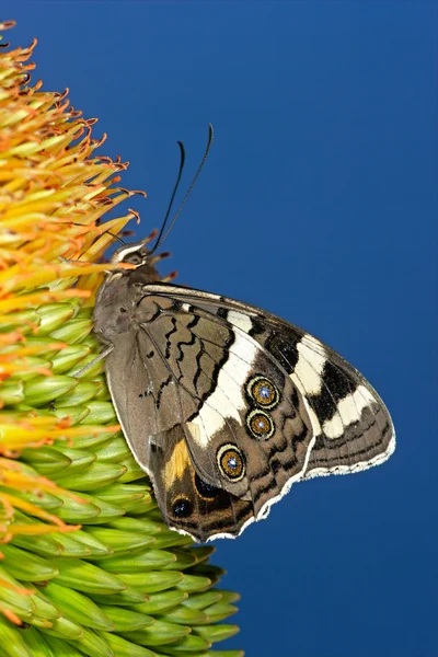 Voeding vlinder — Stockfoto